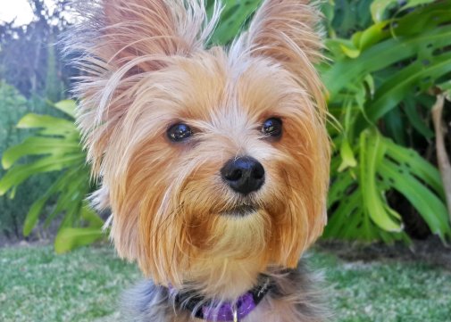 Yorkie Enjoying Dog Training
